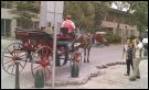 En La Habana vieja, se pueden alquilar estos carruajes tirados por caballos para pasearpor La Habana vieja al estilo colonial.