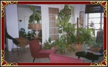  This is the wide living room with lot's of nice plants. 